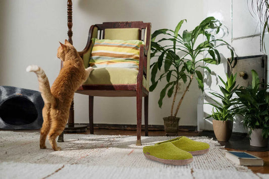 A cat standing on a chair looking at the Betterfelt Cat Cave and Fair Trade certified slippers